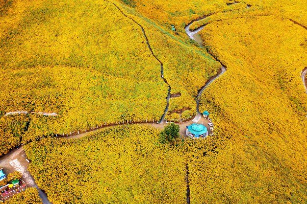 Tung Bua Tong Campo de girasol mexicano en la provincia de Mae Hong Son en Tailandia.