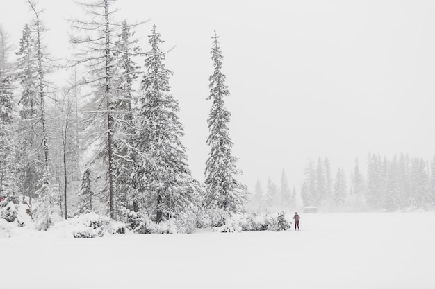 Turista en el bosque de invierno