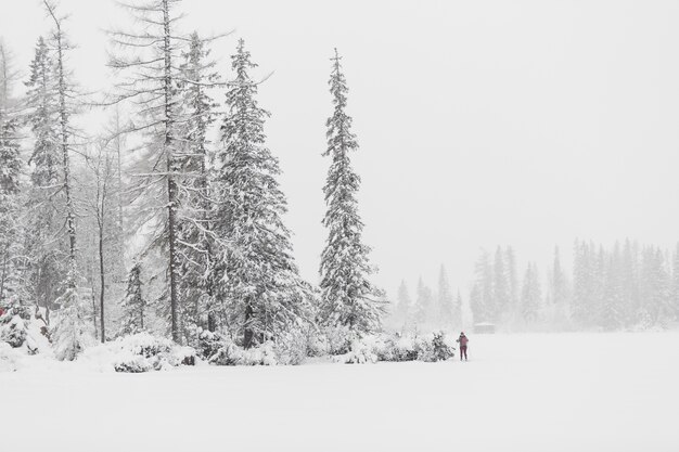 Turista en el bosque de invierno