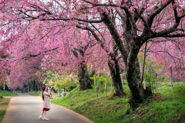 Turista toma una foto en flor de cerezo rosa en primavera