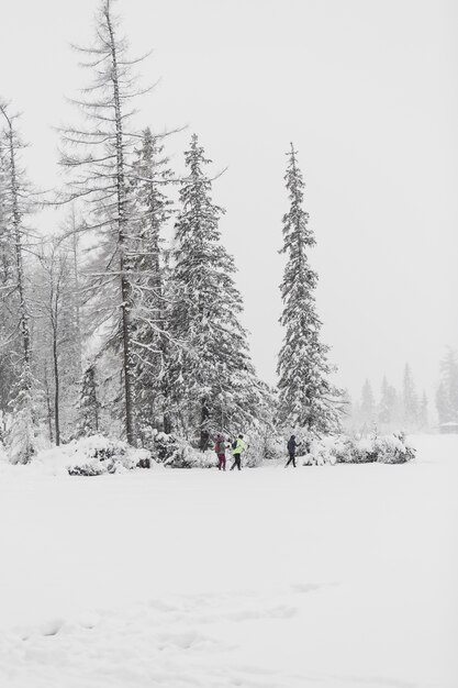 Turistas caminando en el bosque de invierno