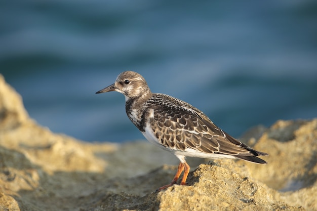 Turquesa Ruddy juvenil Arenaria interpres