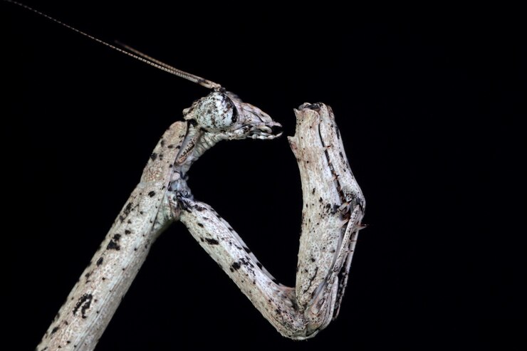 Foto gratuito twig mantis popa spurca closeup sobre fondo negro twig mantis popa spurca