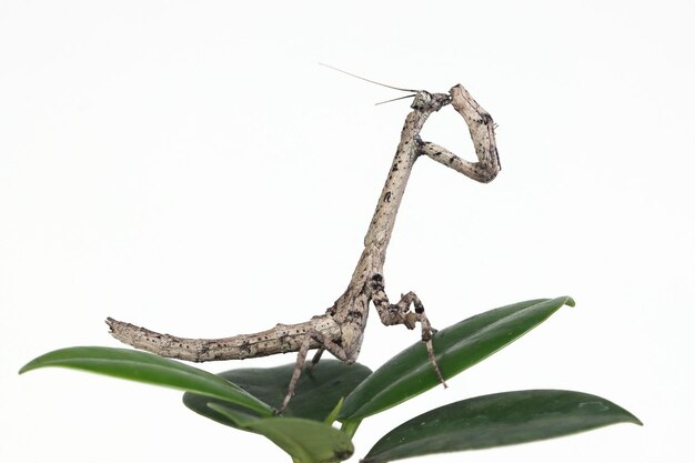 Twig Mantis popa Spurca sobre fondo blanco.