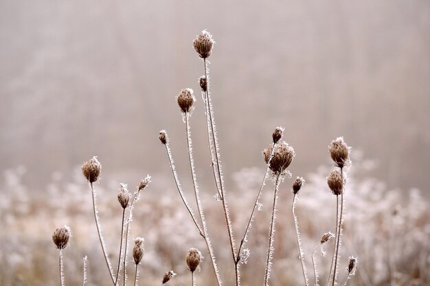 &quot;Uncommon planta en la naturaleza&quot;