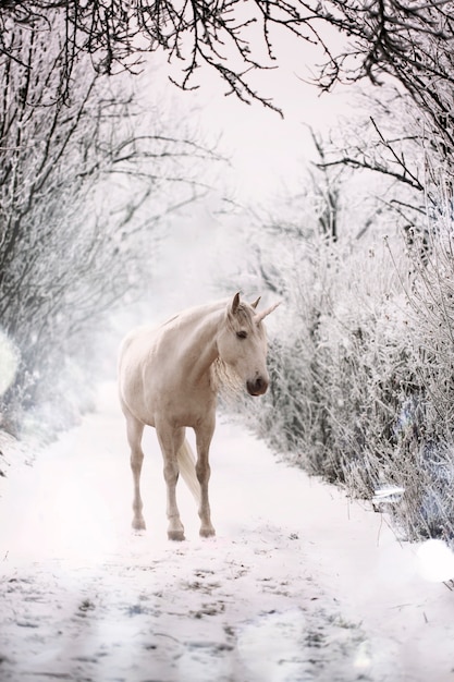 Foto gratuita unicornio mágico en el paisaje de la naturaleza.