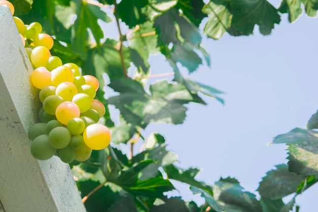 Uvas blancas (Pinot Blanc) en el viñedo