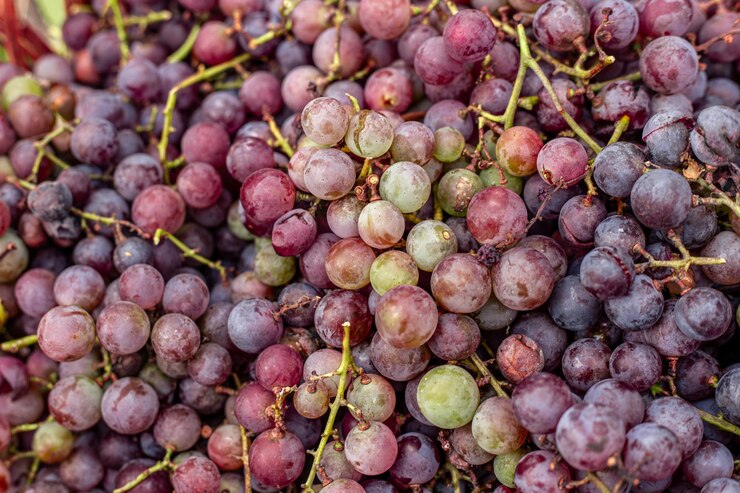 Foto gratuito uvas de cerca la cosecha de uvas