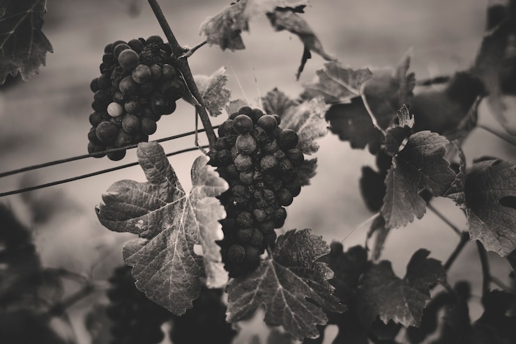Foto gratuito uvas colgando con hojas en el patio de la vid