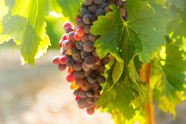 uvas en planta de viñedos en día soleado