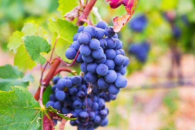 Foto gratuita uvas en la planta