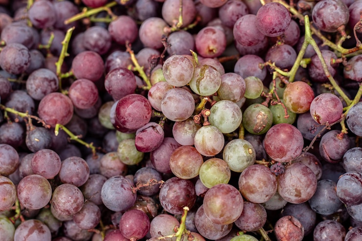 Foto gratuito las uvas de primer plano la cosecha de las uvas