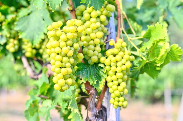 Uvas que crecen en el patio de la vid. Cosecha dulce fresca en otoños