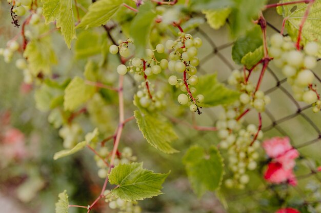 Uvas verdes sobre una vid