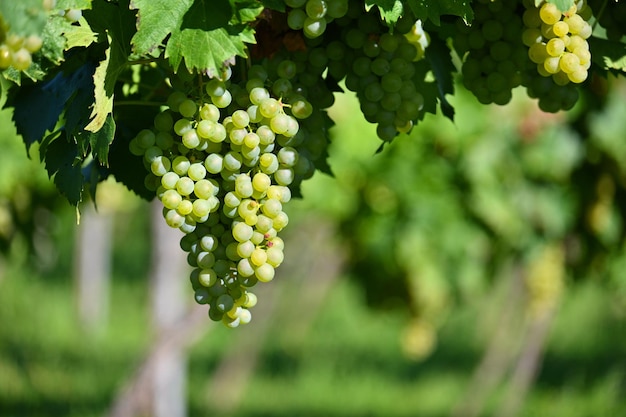 Uvas en el viñedo Hermoso fondo colorido natural con vino