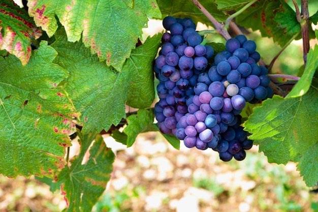 Uvas de vino tinto colgando de la vid