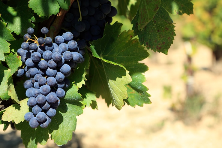 Foto gratuito uvas de vino tinto