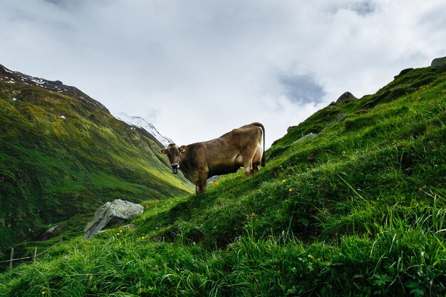 Vaca alpina en el pasto en los Alpes suizos