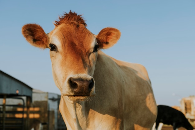 Foto gratuita vaca aubrac rescatada, el santuario de soledad