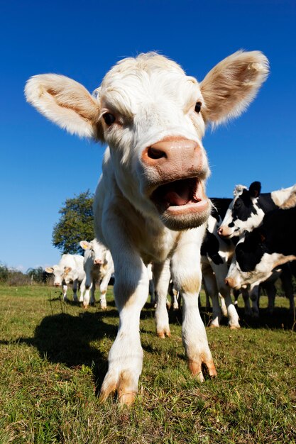 Vaca bebé lindo en tierras de cultivo en verano