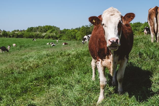 Vaca blanca y marrón mirando directamente a la cámara con un rebaño de vacas en el pasto en