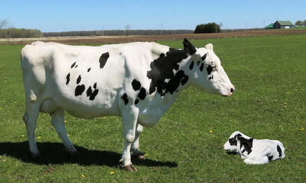 Vaca blanca y negra con su cría en un campo verde