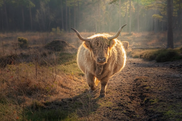 Foto gratuita vaca blanca de las tierras altas en el bosque