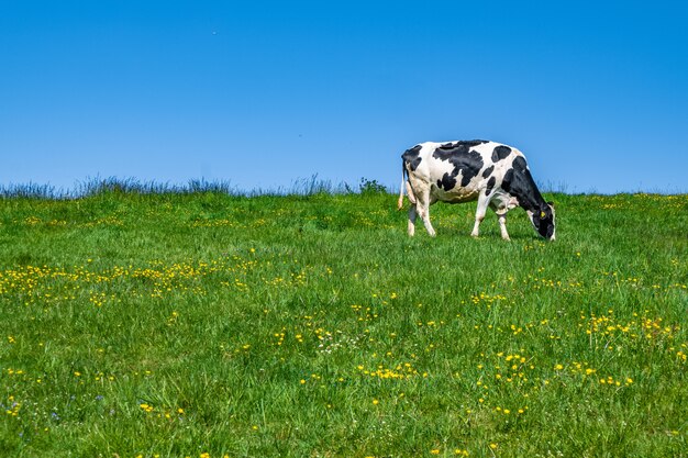 Vaca en blanco y negro pastando en los pastos durante el día