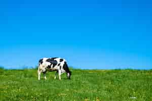 Foto gratuita vaca en blanco y negro pastando en los pastos durante el día