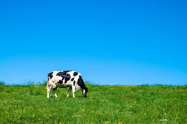 Vaca en blanco y negro pastando en los pastos durante el día