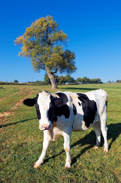 Vaca en blanco y negro sobre verde con árbol en el fondo