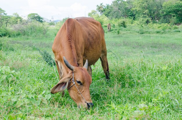 Vaca curiosa en el campo.