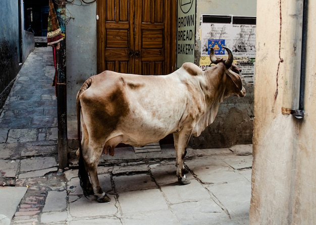 Vaca hembra de pie en el callejón de la ciudad