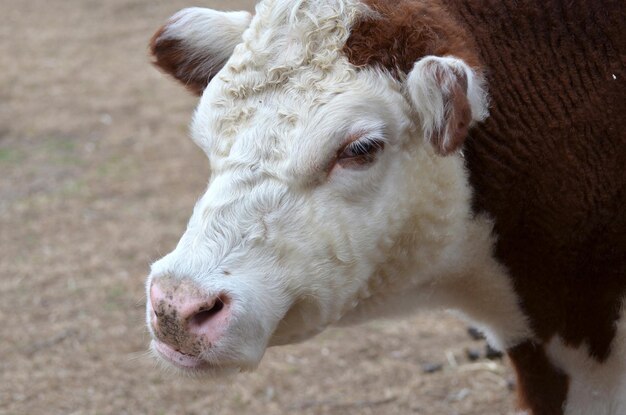 Vaca lechera novilla blanca y marrón