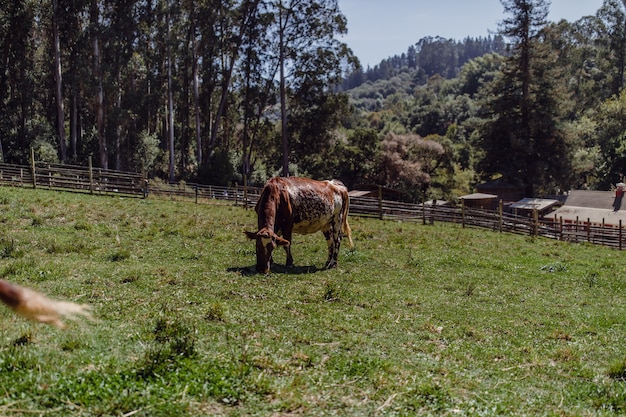 Vaca marrón comiendo pastos