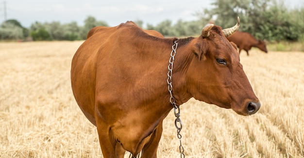 vaca marrón pastando en un campo amarillo