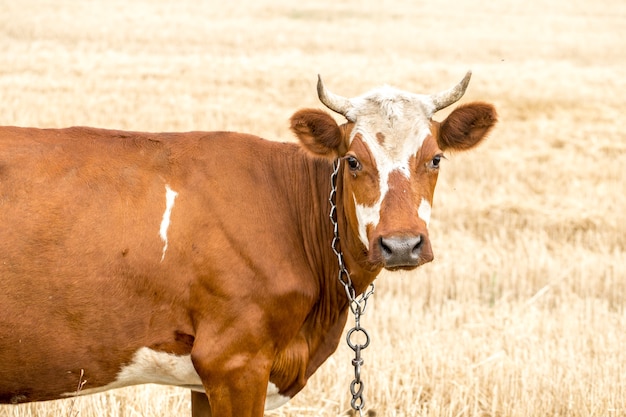 Vaca marrón pastando en un campo amarillo