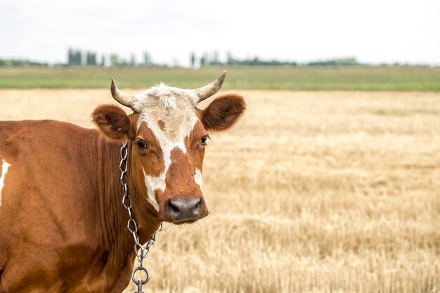 Vaca marrón pastando en un campo amarillo