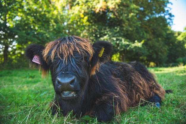 Vaca negra en las tierras altas de Escocia