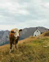 Foto gratuita vaca pastando en un campo rodeado de montañas bajo un cielo nublado en austria