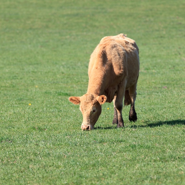 Vaca pastando en un prado verde en día soleado