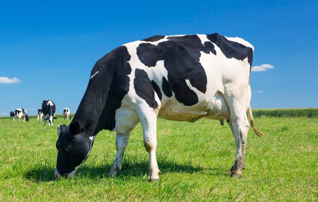 Vaca pastando en un prado verde