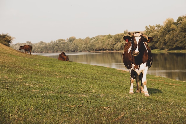 Vaca pastando por el río Dniéster