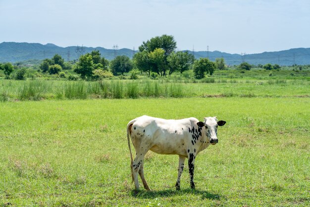Una vaca de pie en un campo cubierto de vegetación bajo la luz del sol