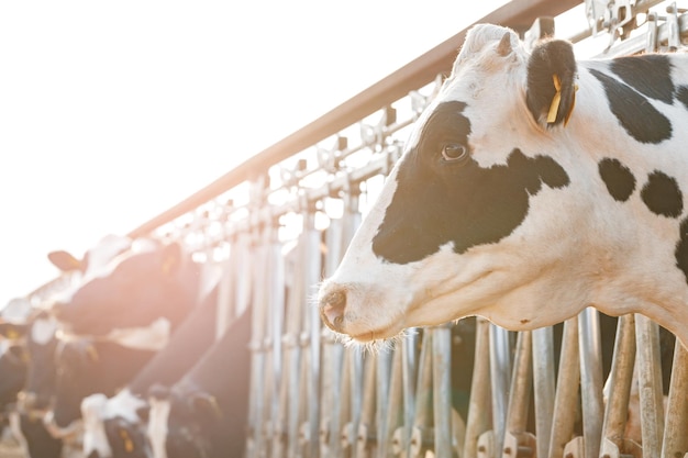 Foto gratuita vacas adultas de pie en un establo en una granja