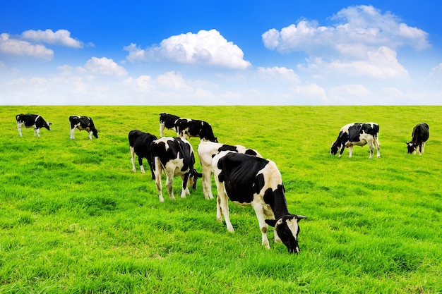 Foto gratuita vacas en un campo verde y cielo azul