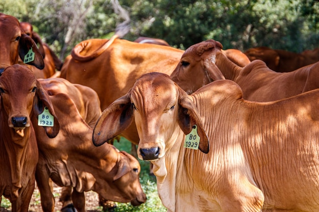 Vacas en un campo verde en un día soleado