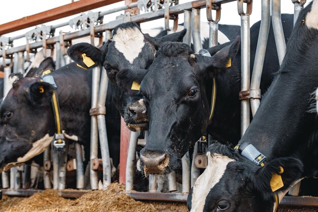 Vacas manchadas en blanco y negro en una granja