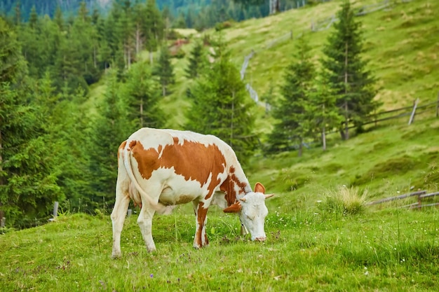 Vacas marrones y blancas en un hermoso prado alpino verde en las montañas de Austria en el fondo