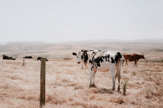 Vacas marrones y blancas y negras en un campo de hierba